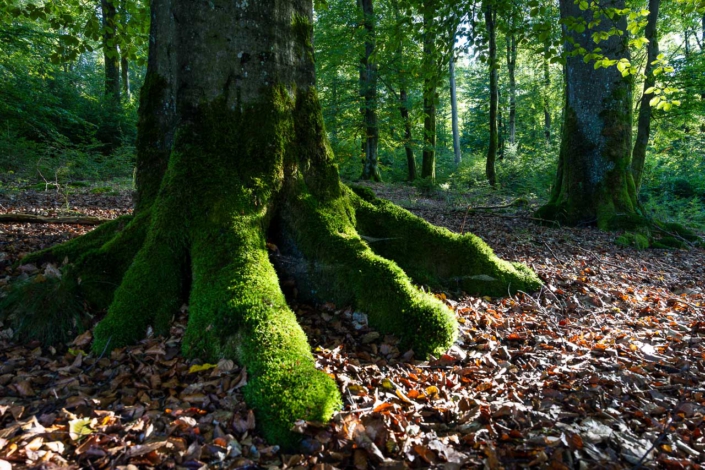 Kraftpaket der Natur: Moosbewachsene Baumwurzeln