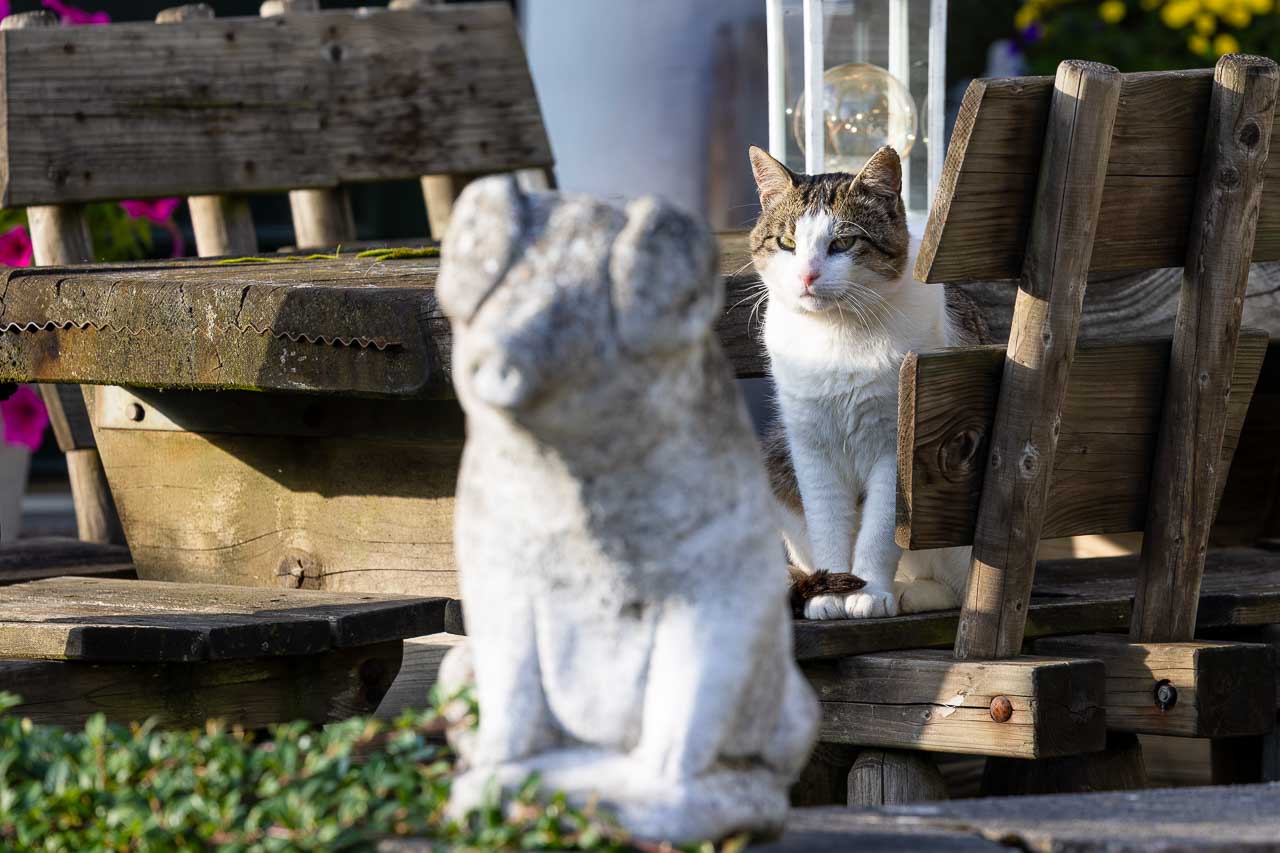 Katze und Schwein