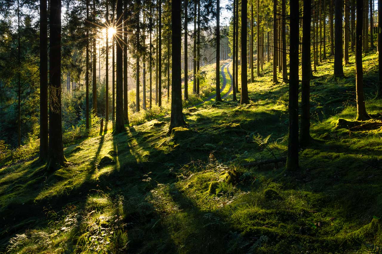 Lichtdurchfluteter Wald