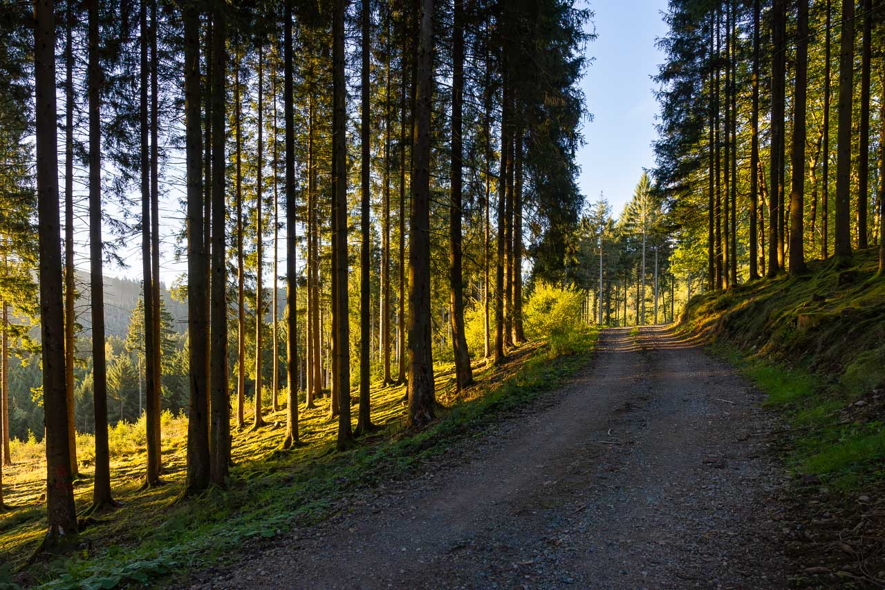 Lichtdurchfluteter Wald