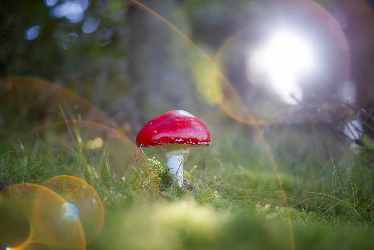 Pilz mit Flare im Märchenwald