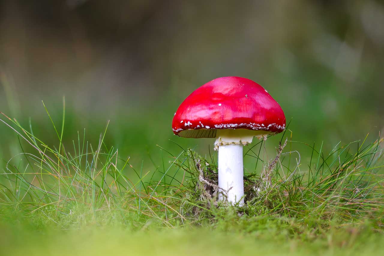 Pilz ohne Flares im Märchenwald