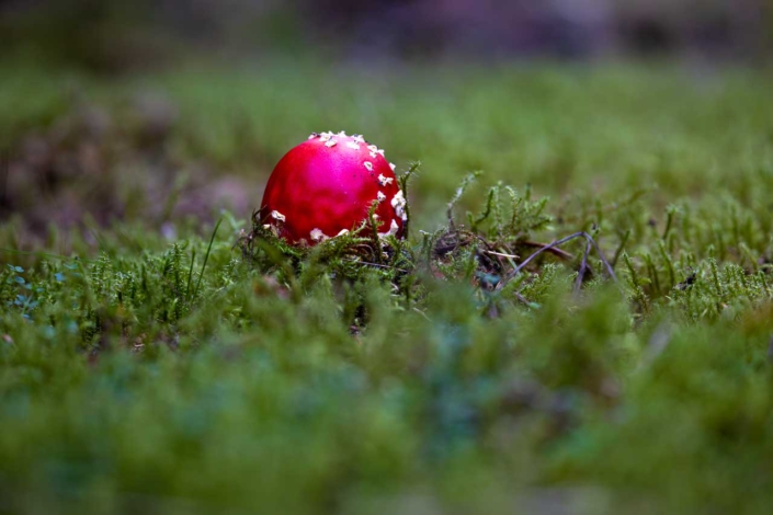 Rote Kappe im Moos