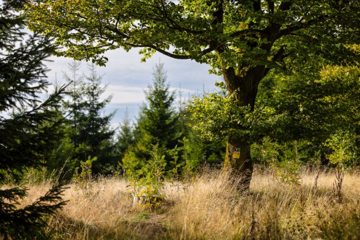 Baum am Heidenstock
