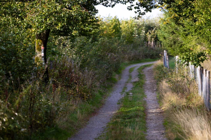 Rothaarsteig am Heidenstock