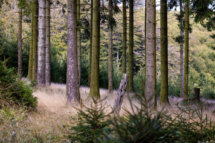 Fichtenwald oberhalb der Friedensquelle