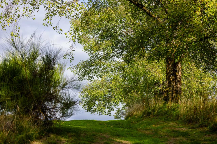 Wiesenweg in Langewiese (Gehans Äcker)