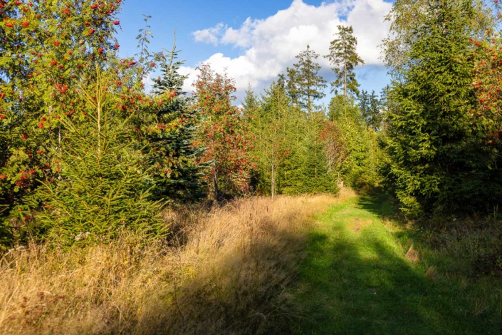 Rothaarsteig-Wiesenweg in Schanze