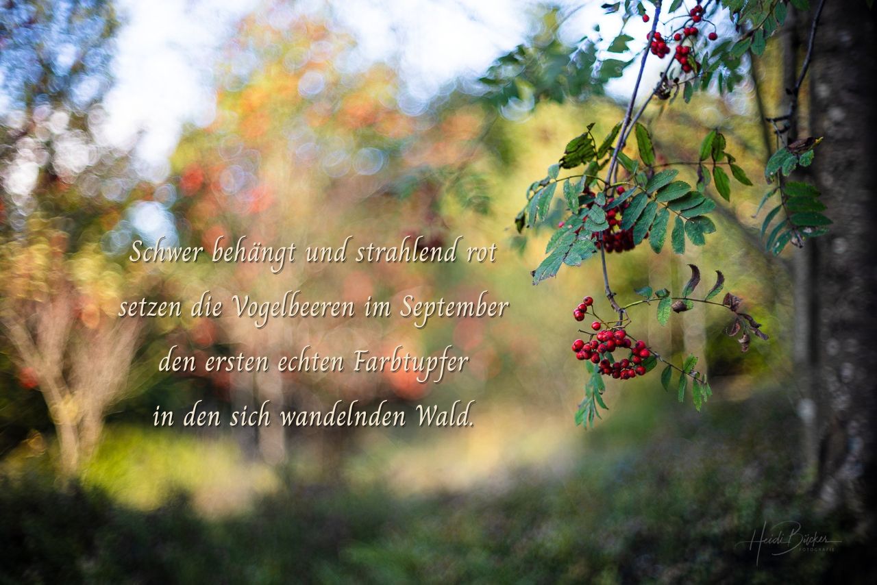 Schwer behängt und strahlend rot_