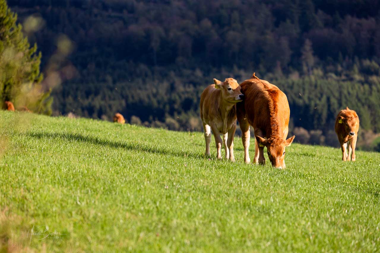 Sozialleben in der Herde