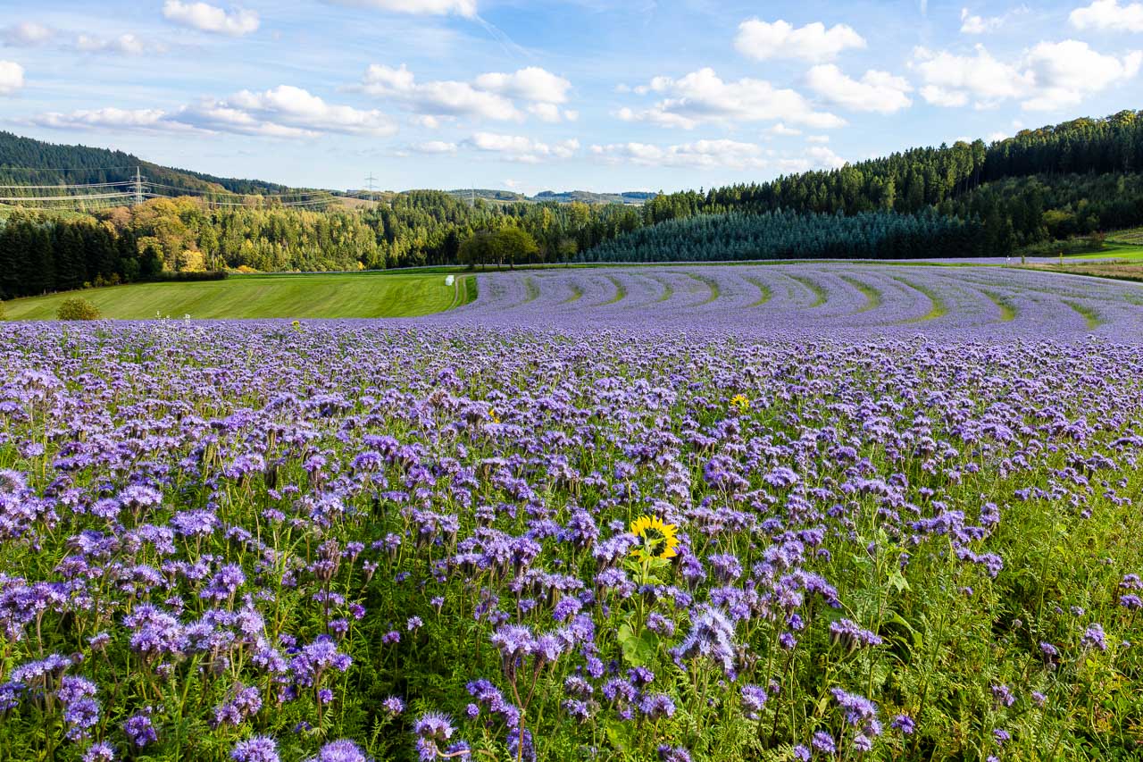Blühendes Phacelia-Feld