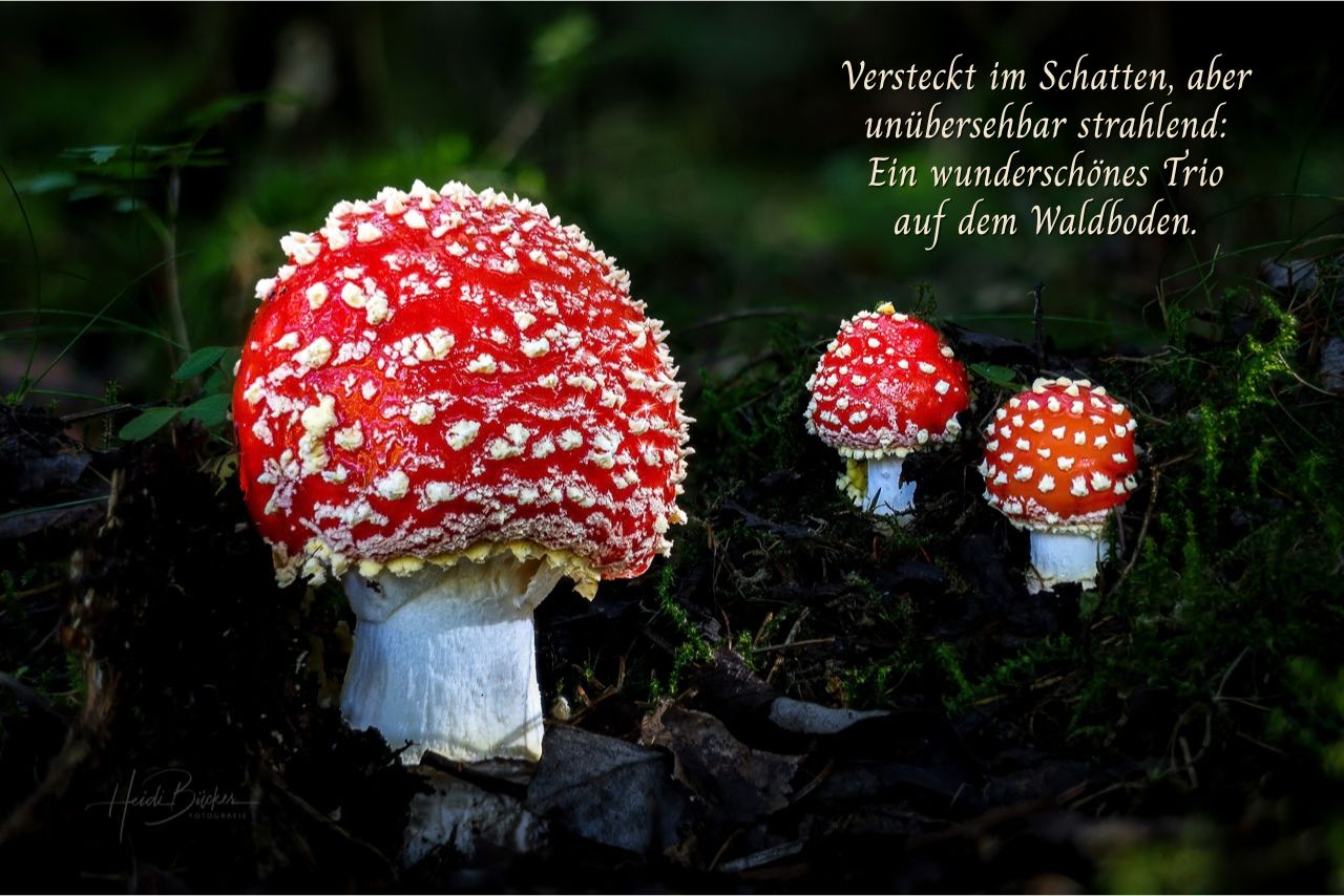 Ein wunderschönes Trio