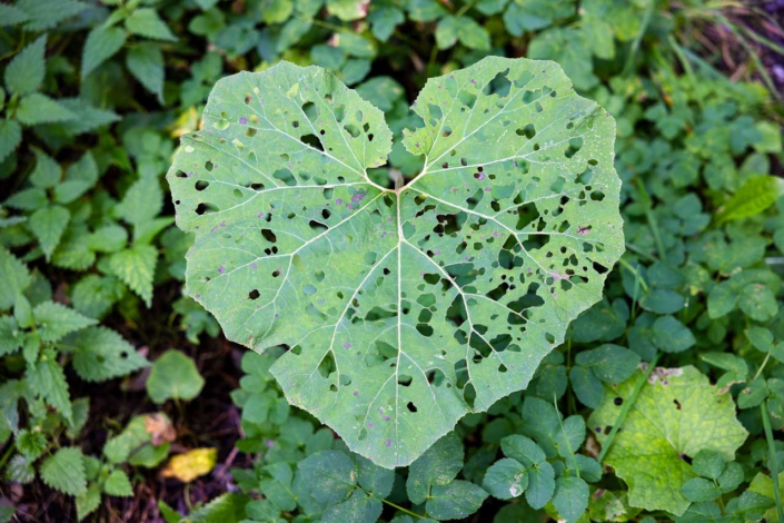 Natur mit Herz
