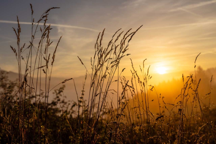 Gräser im Morgenlicht