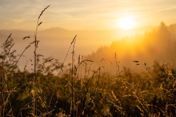 Gräser im Morgenlicht
