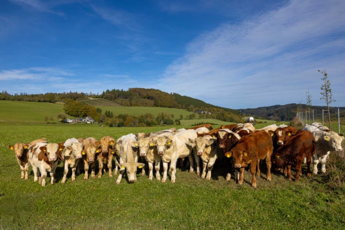 Neugierge Rinder in Ohlenbach