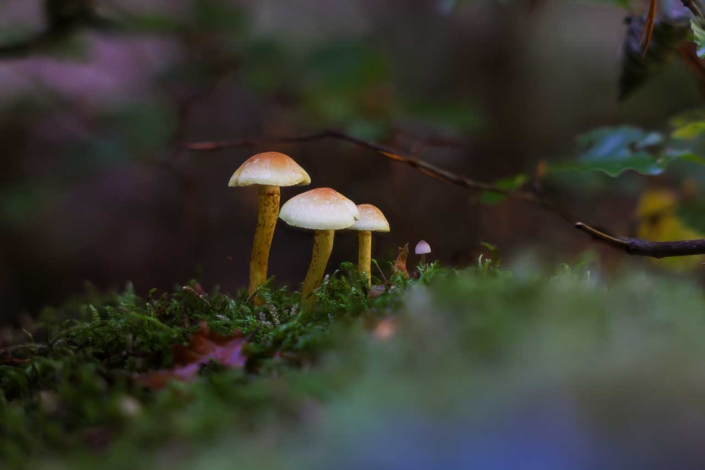 Pilze auf einem Baumstumpf