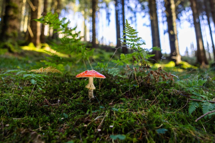 Fliegenpilz im Fichtenwald
