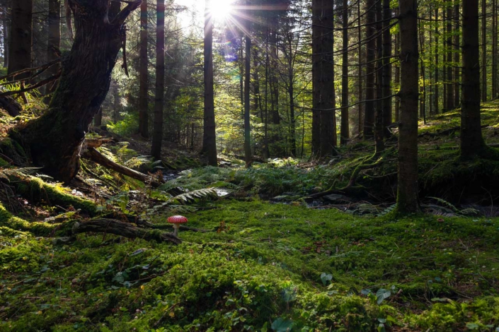 Fichtenwald mit Fliegenpilz im Schwarzen Siepen
