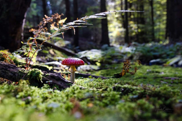 Fliegenpilz im Moos