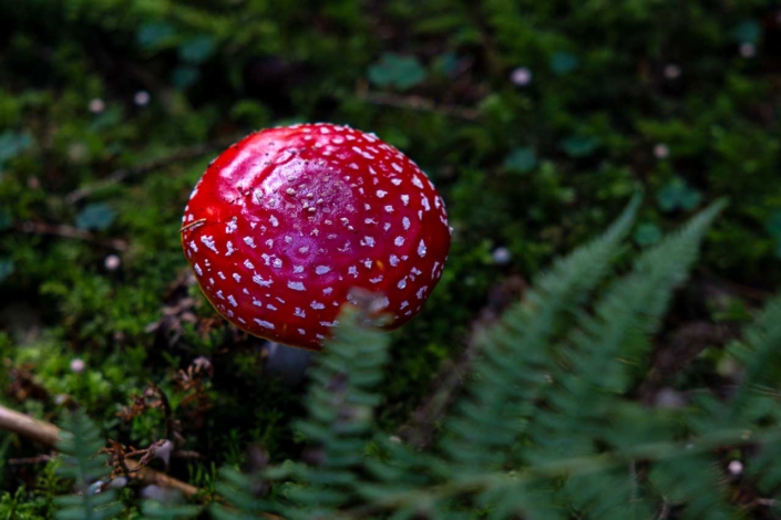 Fliegenpilz