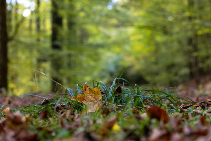 Herbstlaub