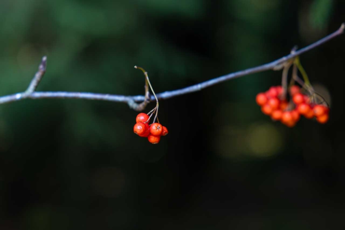 Die letzten Beeren