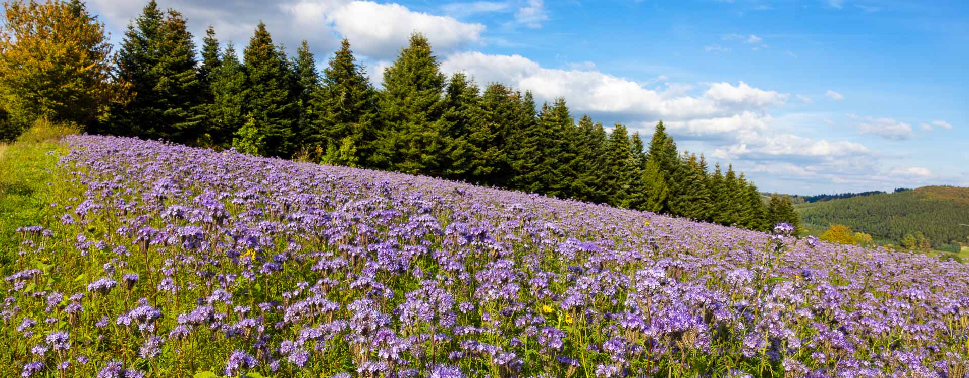 Lila blühendes Phacelia-Feld